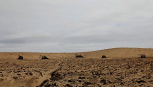 Miško gaisrai Teksase sunaikino nemažą dalį gyvulių fermų