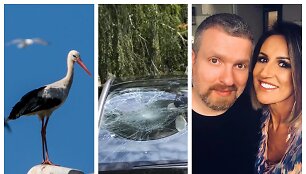 Gandras, apgadintas automobilis, Deivydas Zvonkus, Katažina Zvonkuvienė