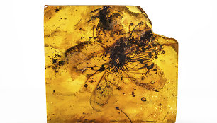 Gintare fosilizuota gėlė