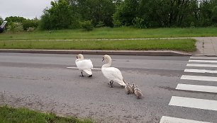 Klaipėdoje eismą sutrikdė gulbės.