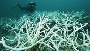 Dėl kylančios vandenyno temperatūros prie Japonijos mir&scaron;ta koralai