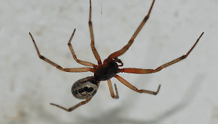 Netikroji našlė (Steatoda nobilis)