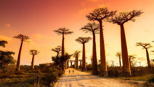 Baobabų alėja, Madagaskaras