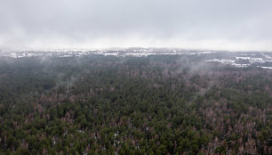 Miškas Panerių seniūnijoje, kurį norima paversti žvyro ir smėlio karjeru