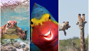 &bdquo;Comedy Wildlife Photography Awards&ldquo; finalininkai