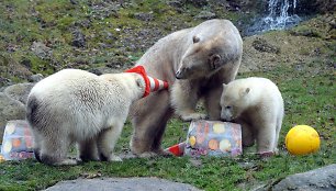 Baltojo lokio dvynukai su mama