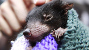 Tasmanijos velnio mažylis prieglaudoje