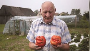 Antano šiltnamyje auga pomidorai milžinai, kurie dar ir vardus turi