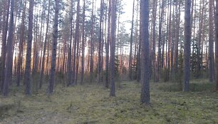 Mi&scaron;kas &scaron;alia Karačiūnų g.