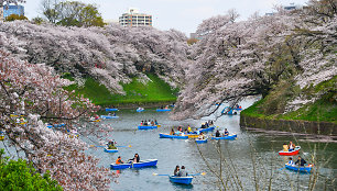 Sakuros Tokijuje, Japonijoje