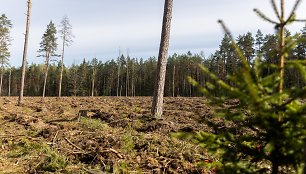 Seimo komitetas siūlo pailginti laiką prašymams duoti miško už neatgautą miesto žemę