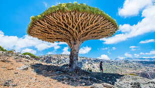 Sokotra