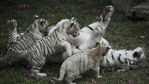 Baltojo tigro jaunikliai žaidžia su mama Peru zoologijos sode