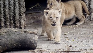 Liūto jaunikliai Hopenhagos zoologijos sode (2013 m. liepos mėn.)