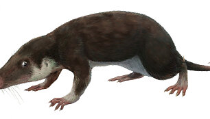 Morganucodon
