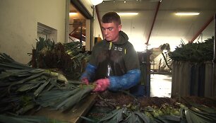 Morkų fabrike Danijoje dirbantis Arūnas