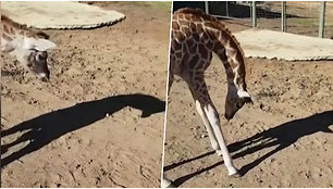Žirafa Australijoje pamatė savo šešėlį