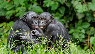 Mažosios šimpanzės
