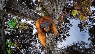 Geriausią 2021 m. laukinės gamtos kadrą laimėjo orangutango nuotrauka