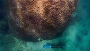 Milžiniškas 400 m. senumo koralinis rifas