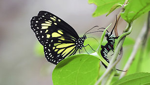Plėšrūnais būna net ir mažiausi: kodėl pienių drugeliai užsiima kanibalizmu?