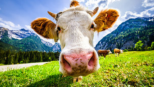 Gyvulininkystės žala aplinkai: ar karvutė (ne)kalta dėl klimato kaitos?