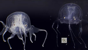 Naujai atrasta medūzų rūšis