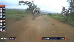 Į trasą prieš pat O.Tanaką išbėgę zebrai