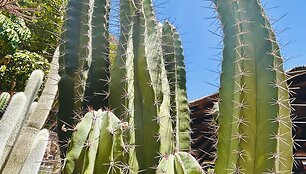 La Gomeros sala Kanaruose