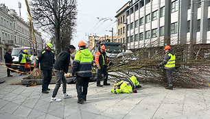 Laisvės alėjoje sodinant liepas sužalotas darbininkas