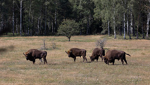 Stėgalių stumbrynas