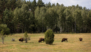 Stėgalių stumbrynas