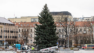 Vilniuje pradėta statyti Kalėdų eglutė