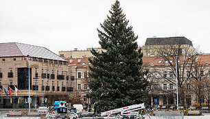 Vilniuje pradėta statyti Kalėdų eglutė