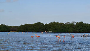 Rio Lagartosas, Meksika