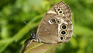 Akiuotasis satyras