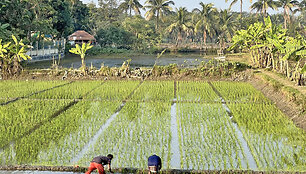 Įprastas Banglade&scaron;o kaimo peizažas &ndash; žaliuojantys ryžių laukai, bananai, palmės