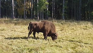 Naujasis stumbrynas Dzūkijos nacionaliniame parke