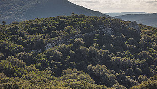 Kamštinių ąžuolų girios, Ispanija
