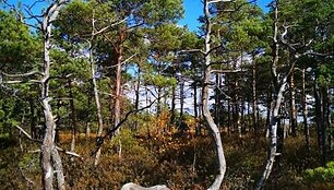 Auk&scaron;tumalos pelkė
