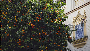 Sevilijos apelsinai