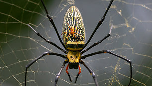 Nephila pilipes patelė su patinu