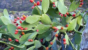 Kaktusas (Opuntia ficus-indica)