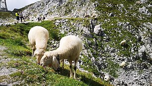 Austrija