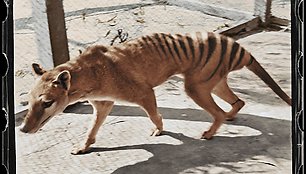 Tasmanijos tigras