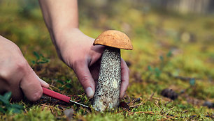 Asmuo pjauna grybą