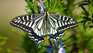 Papilio xuthus drugys