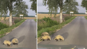 Prie Žemgrindžių kaimo (Klaipėdos raj.) pastebėta barsukų šeimyna