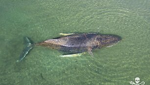 Kuprotasis banginis