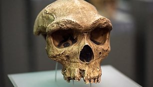 Homo heidelbergensis